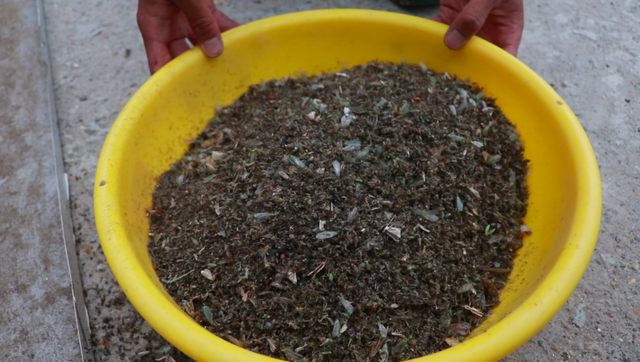 戶(hù)外太陽(yáng)能滅蚊燈清理出來(lái)的蚊蟲(chóng)